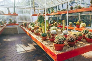 Cactus succulent plantation at nursery, Small cactus in container for sale.