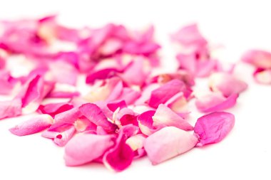 Beyaz arka planda gül yaprakları. Çiçek kompozisyonu. Sevgililer Günü, Anneler Günü konsepti. Düz konum, üst görünüm, kopyalama alanı.