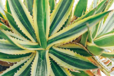 Cactus succulent plantation at nursery, Small cactus in container for sale.