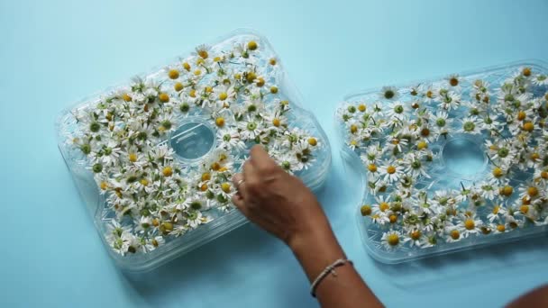 Drying Medicinal Herbs Chamomile Inflorescences Dryer Vegetables Woman Collecting Drying — Stock Video