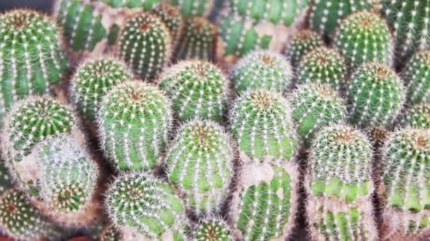 Cactus Succulent Plantation Nursery Small Cactus Container Sale — Vídeo de stock