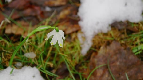 春に白花を咲かせます 雪の中で優しい白い雪の花の成長 美しい春の自然の背景 早春の季節のコンセプト — ストック動画