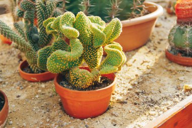 Collection of various succulents and plants in colored pots. Potted cactus and house plants against The stylish interior garden.