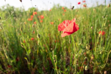 Tarlada kırmızı haşhaş çiçeği tomurcuğu var. Çiçekli yabani çiçek çayırları gelincikler ve kır çiçekleriyle yazın karşı karşıya. Dağlık kırların güneşli ve güneşli havası. Bulanık arkaplan.