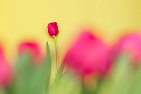 Red tulip on yellow background. Border of red tulips on a yellow background. Beautiful greeting card. Holidays concept. Copy space, top view