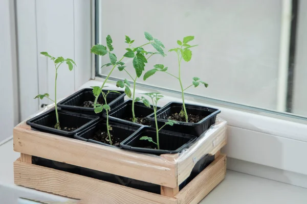 Tomato seedlings on the windowsill. Baby plants sowing in peat pots. Trays for agricultural seedlings. Seedling of plants in pots on window sill.