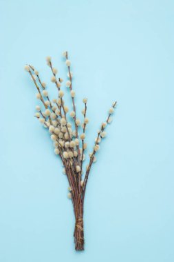 Pussy willow branches on blue background. Concept of springtime. Happy Easter. top view, copy space
