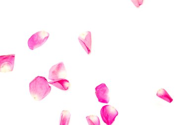 Pembe gül yaprağı özgürce dans ediyor. Sevgililer Günü. Kırmızı pembe yapraklar dökülüyor.
