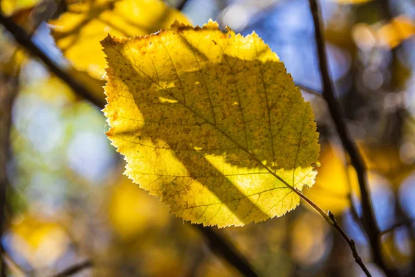 Detalhe Das Folhas Outono Suas Cores Outono Com Fundo Fortemente — Fotografia de Stock