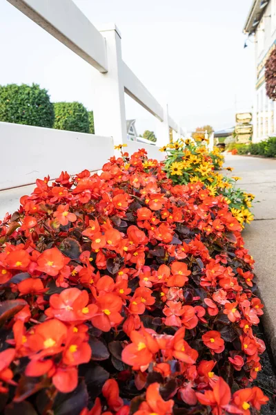 Bright fall flowers with the focus on the flowers in the foreground and fading to a blur in the distance with a white picket fence.