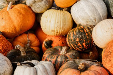 Bir grup balkabağı grubu sonbahar gösterisinde doğal ışık altında bir araya gelirler..