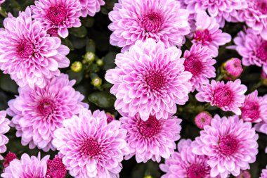 Mor çiçeklerden oluşan bir grup, doğrudan doğal ışıkta açan çiçeklere bakıyor..