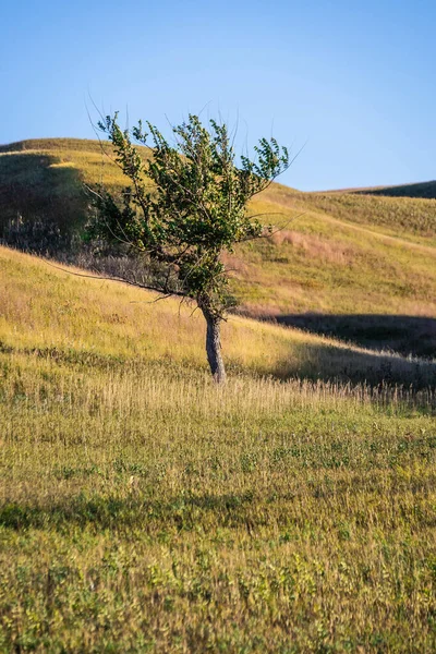 Lone Tree Prairie Upper Souris National Wildlife Refuge North Dakota — Stock Photo, Image