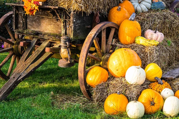 Bir grup balkabağı grubu sonbahar gösterisinde doğal ışık altında bir araya gelirler..