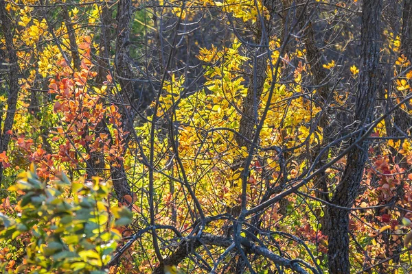 Detail Eines Waldgebietes Herbst Mit Den Blättern Die Ihre Herbstfarben — Stockfoto