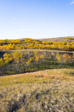 Sonbahar yaprakları, sonbahar arka plan, sonbahar, sonbahar, sonbahar yaprakları, sonbahar arkaplanı, sonbahar renkleri, yapraklar, ağaçlar, orman, orman, sarı, botanik, orman, tepeler