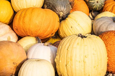 Bir grup balkabağı grubu sonbahar gösterisinde doğal ışık altında bir araya gelirler..