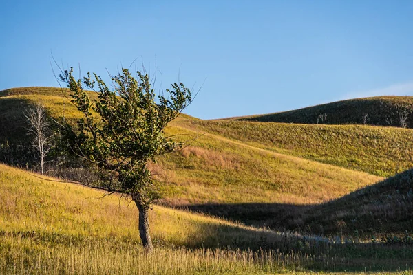 Ein Einsamer Baum Auf Der Prärie Upper Souris National Wildlife — Stockfoto