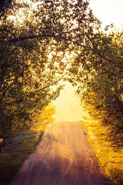 Длинная Проселочная Дорога Через Несколько Деревьев Ярким Светом Вечернего Солнца — стоковое фото