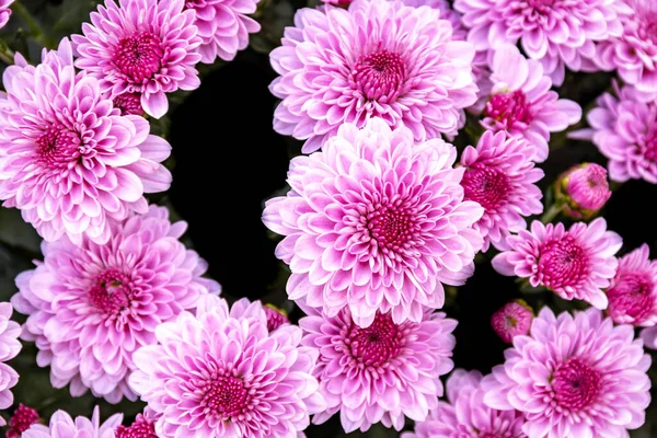 Mor çiçeklerden oluşan bir grup, doğrudan doğal ışıkta açan çiçeklere bakıyor..