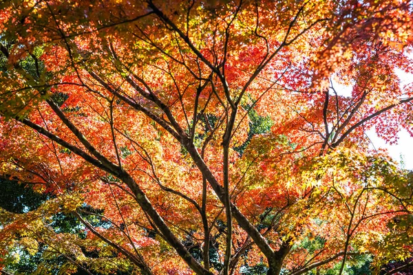 Cores Brilhantes Queda Japão Com Luz Solar Terreno Templo Tenryu — Fotografia de Stock