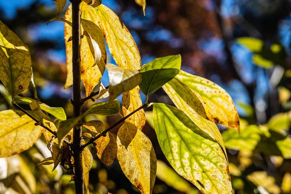 Lumière Soleil Passant Travers Des Feuilles Qui Passent Vert Jaune — Photo