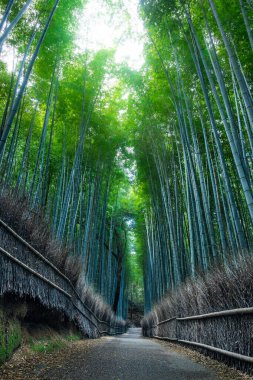 Japonya, Kyoto 'daki Arashiyama Bambu Ormanı' nda sabahın erken saatlerinde ormanda bir patika var..