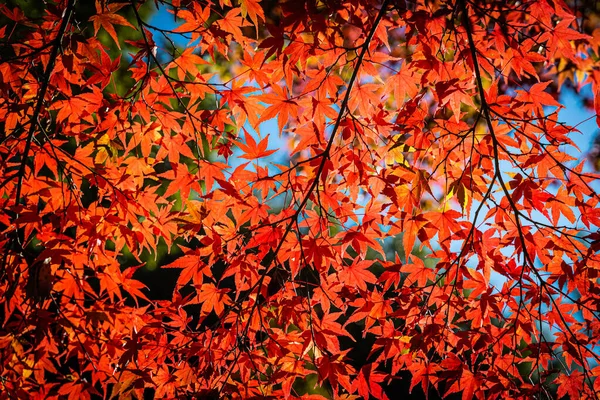 Lysande Färgerna Nedgång Japan Med Solljus Grund Tenryu Temple — Stockfoto