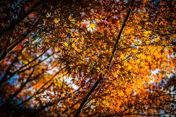 Árvores Cheias Cores Outono Templo Kodaiji Kyoto Japão Luz Dia — Fotografia de Stock