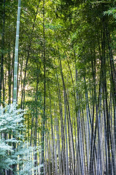 Zenový Bambusový Les Chrámu Kodaiji Kjótu Japonsku — Stock fotografie