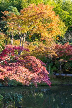 Kyoto 'daki Kodaiji Tapınağı' nda güpegündüz sonbahar renkleriyle dolu ağaçlar..