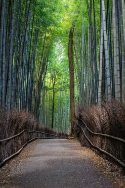 Japonya, Kyoto 'daki Arashiyama Bambu Ormanı' nda sabahın erken saatlerinde ormanda bir patika var..