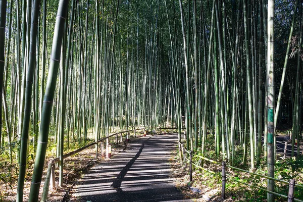 Floresta Bambu Arashiyama Kyoto Japão Início Manhã Com Uma Trilha — Fotografia de Stock