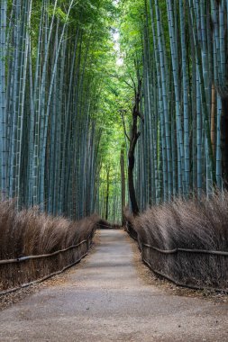 Japonya, Kyoto 'daki Arashiyama Bambu Ormanı' nda sabahın erken saatlerinde ormanda bir patika var..
