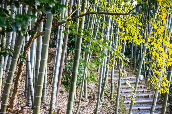 Caminho Através Uma Floresta Bambu Início Manhã Templo Kodaiji Kyoto — Fotografia de Stock