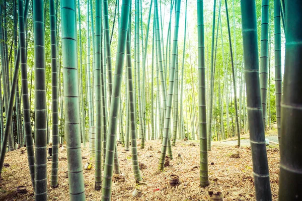 Дзен Бамбуковый Лес Храме Кодайдзи Киото Япония — стоковое фото