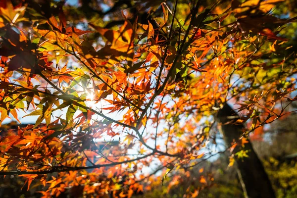 Die Leuchtenden Farben Des Herbstes Japan Mit Sonnenlicht Auf Dem — Stockfoto