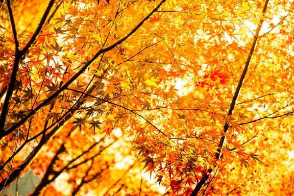 Bäume Voller Herbstfarben Kodaiji Tempel Kyoto Japan Bei Tageslicht — Stockfoto