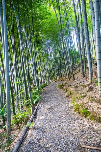 Caminho Através Uma Floresta Bambu Início Manhã Templo Kodaiji Kyoto — Fotografia de Stock