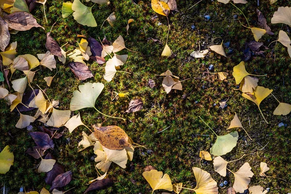 Japanische Ginkgoblätter Die Herbst Mit Sonnenstrahlen Durch Die Bäume Auf — Stockfoto