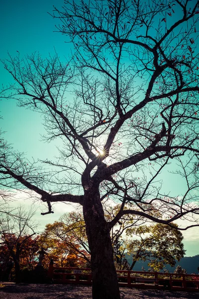 Uma Árvore Quase Vazia Folhas Contra Céu Azul Com Uma — Fotografia de Stock