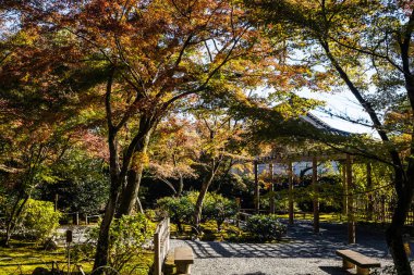 Japonya 'da sonbaharın parlak renkleri ve Tenryu-ji Tapınağı' nın bahçesinde güneş ışığı..