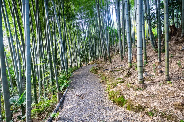 Caminho Através Uma Floresta Bambu Início Manhã Templo Kodaiji Kyoto — Fotografia de Stock