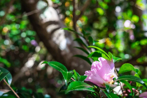Pembe çiçeğe yakın plan. Arka planda bulanık yeşillik var. Doğrudan güneş ışığı altında..