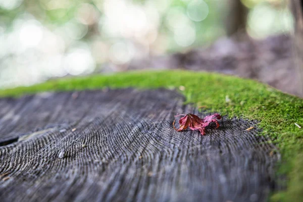 Один Красный Лист Пне Дерева Фоном Фоном Bokeh Кольцом Зеленого — стоковое фото