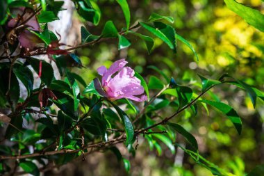 Pembe çiçeğe yakın plan. Arka planda bulanık yeşillik var. Doğrudan güneş ışığı altında..