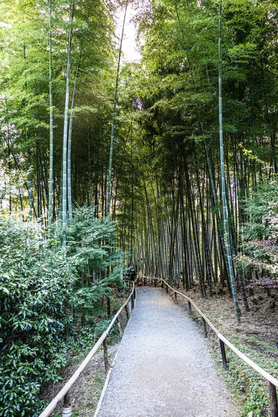 Caminho Através Uma Floresta Bambu Início Manhã Templo Kodaiji Kyoto — Fotografia de Stock