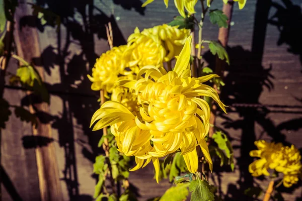 Eine Gelbe Chrysantheme Die Blume Der Kaiser Wie Man Sie — Stockfoto