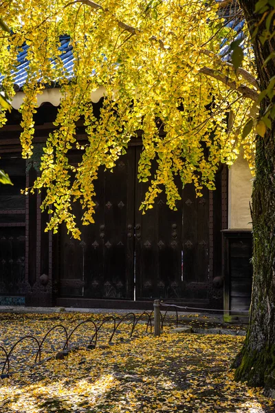 Ginkgo Japonés Salir Con Colores Otoño Colgando Frente Edificio Tradicional — Foto de Stock