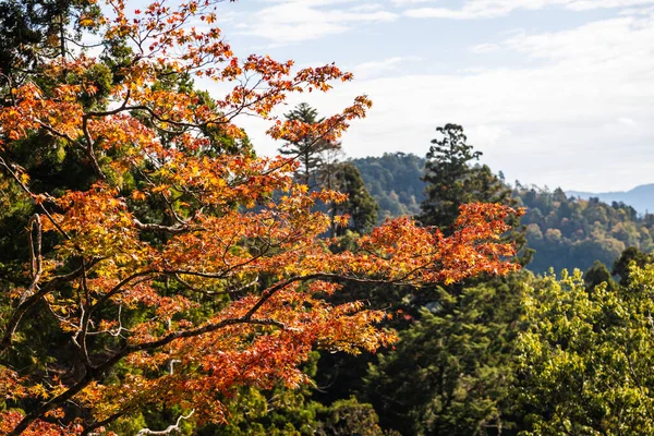 Árvores Bordo Japonesas Coloridas Cores Brilhantes Outono Uma Floresta — Fotografia de Stock